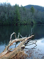 Tree in Lake Powhatan