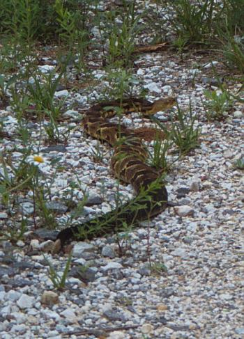 Rattlesnake!