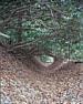 Rhododendron Tunnel