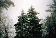 Frosted Spruce Trees